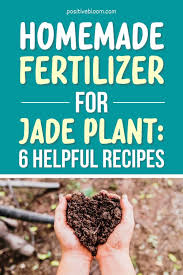 homemade fertilizer for jade plant 6