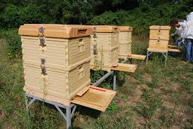 Having already made several top bar hives for my own. Best Bee Hives For Sale Beehive Starter Kit Reviews And Guide 2019