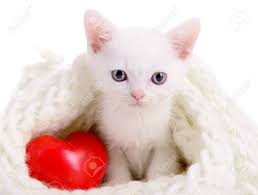 We hope you enjoy playing with these new thingies! Little White Kitten With Red Heart Valentine S Day Stock Photo Picture And Royalty Free Image Image 25606725