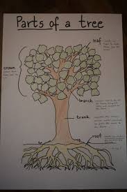 Parts Of A Tree Anchor Chart For Kids Creative Curriculum