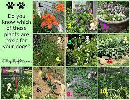 dogs are your plants safe