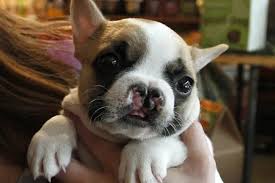 french bulldog with cleft palate