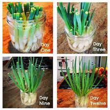 Growing Green Onions And Other Things