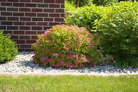 magic carpet spirea redwood falls nursery