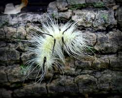 Behind the head is a bright yellow to. American Dagger Moth What To Know About Poisonous Caterpillars