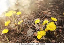 There are 35132 spring yellow flowers for sale on etsy, and they. Spring Yellow Flowers In Fallen Leaves First Yellow Spring Flowers Mother And Stepmother In The Yellowed Foliage Canstock