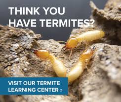 Termite Exterminators Active Pest Control