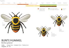 Hummel, sektördeki en eski ve kendini işine adamış takım sporu markalarından biridir. Auch Hummeln Sind Wildbienen Wildbienen