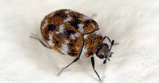 what causes carpet beetles az s