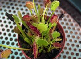 Image result for free venus fly trap stock photos