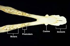 Dental Anatomy Of Llamas