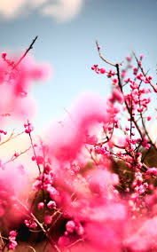 free pink cherry blossom tree