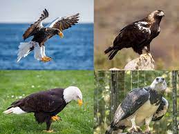 12 diffe types of eagles present in
