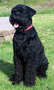 Black Russian Terrier Pictures Interesting Facts