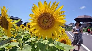 Kualitas terbaik hd & tanpa atribut. Ajaib Bunga Matahari Di Tokyo Dapat Tersenyum Lifestyle Liputan6 Com
