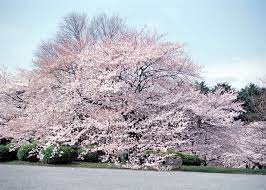 Cantik betul bunga sakura di jepun. 10 Tempat Popular Untuk Hanami Tradisi Jepun Dalam Menikmati Keindahan Bunga Sakura Live Japan Jepun Travel Dan Pelancongan Dan Panduan Pengalaman