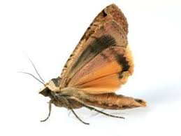 carpet moth spray treatment pest expert