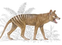 What should i name it?? Tasmanian Tiger Extinction Facts History Animals Home