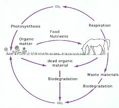 bacteria and archaea and the cycles of