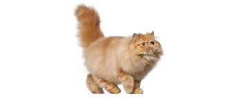 One of the oldest cat breeds, it takes its name from its place of origin: Persian Cat Breed Profile Petfinder