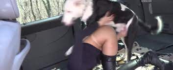 Dog blowjob in car