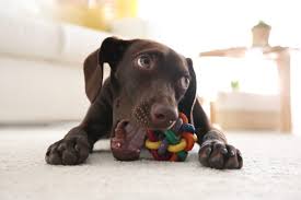 11 best chew toys for teething puppies