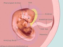 6 Weeks Pregnant Pregnancy Symptoms Pregnancy Symptoms