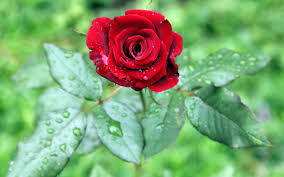 one red rose flower green leaves water