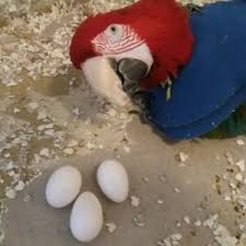 scarlet macaw parrot eggs