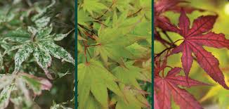 growing anese maples in wisconsin