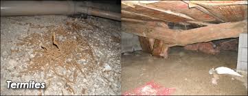 crawle termite damage repair