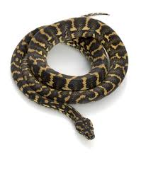 iran jaya carpet python stock photo by