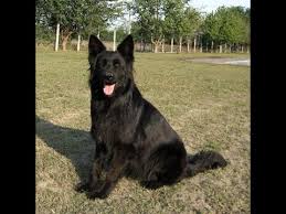 These are the dogs you see working with the army, the police or herding. Black German Shepherd Puppies In India Heavy Double Coat Tips Dog Maintenance Health Youtube
