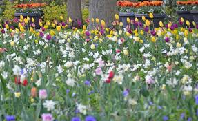 10 best netherlands gardens expatinfo