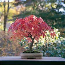 how to care of your maple bonsai and
