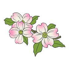 how to draw dogwood flowers really