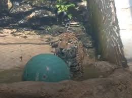 Animals At San Antonio Zoo Keep Cool In