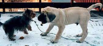 Tips About English Mastiff Puppies Mastiffweb