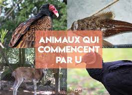 Animal qui commence par U - en Français et en Anglais