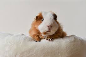 Best Bedding For Guinea Pigs 2022