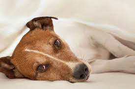 spleen cancer hemangiosarcoma in dogs