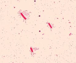 Bacillus Cereus Gram Positive Bacteria Pathogen Profile