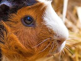 Image result for Guinea Pig Jigsaw Puzzle