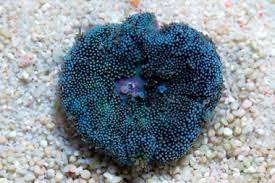 blue maxi mini carpet anemone