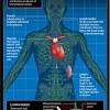 Cardiovascular and Immune/Lymphatic Systems