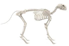 Cats have highly specialized teeth for killing prey and tearing meat. Cat Skeleton How Many Bones Does A Cat Have