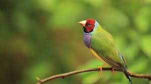 gouldian finch the finches of