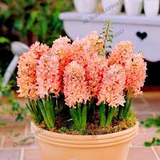 hyacinth orientals seeds 100pcs potted