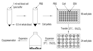 a simple red blood cell lysis method