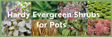 Hardy Evergreen Shrubs For Pots Uk